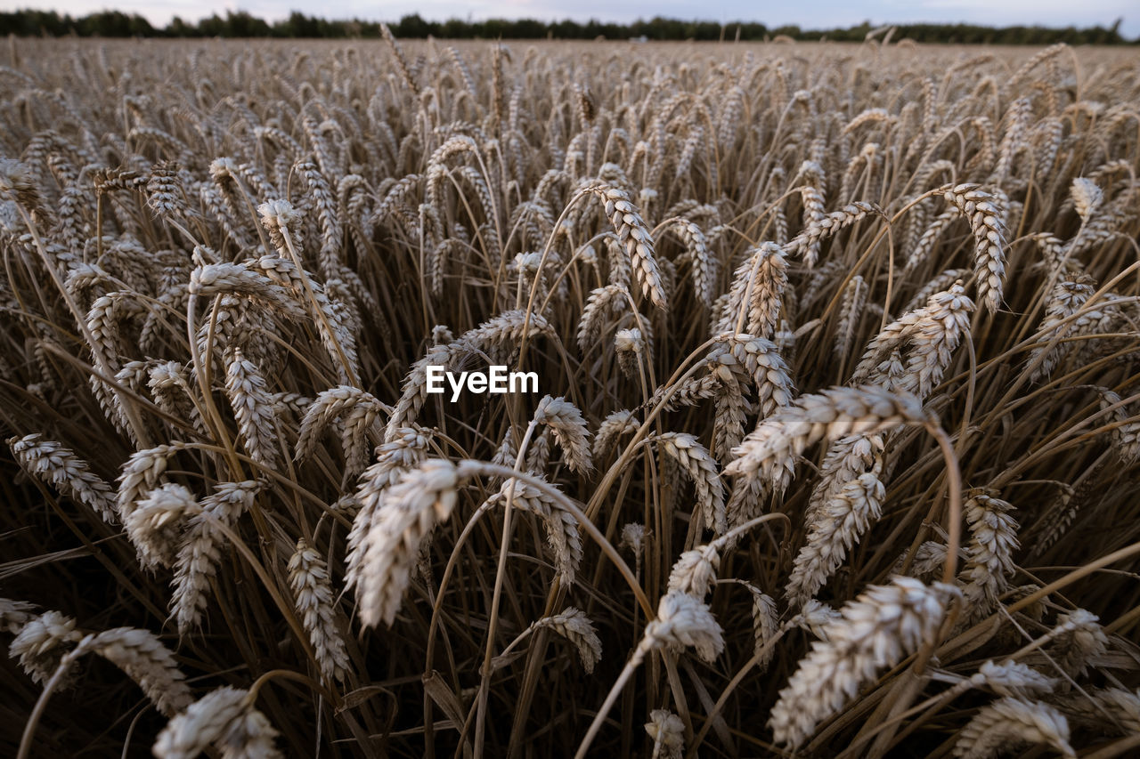 CLOSE-UP OF WHEAT CROP IN FIELD