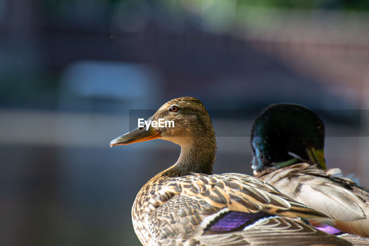 Close-up of a duck