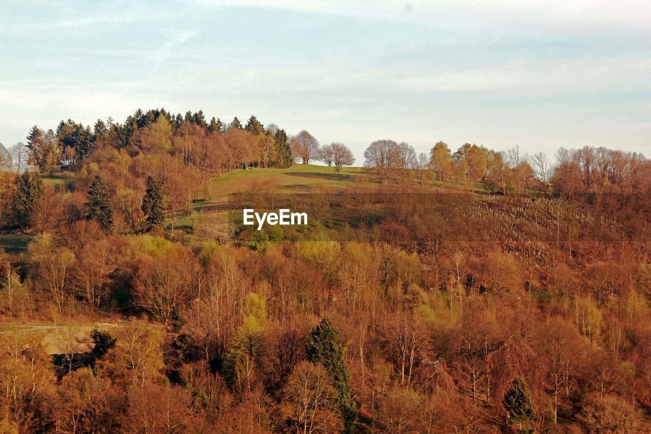 PANORAMIC VIEW OF FIELD AGAINST SKY