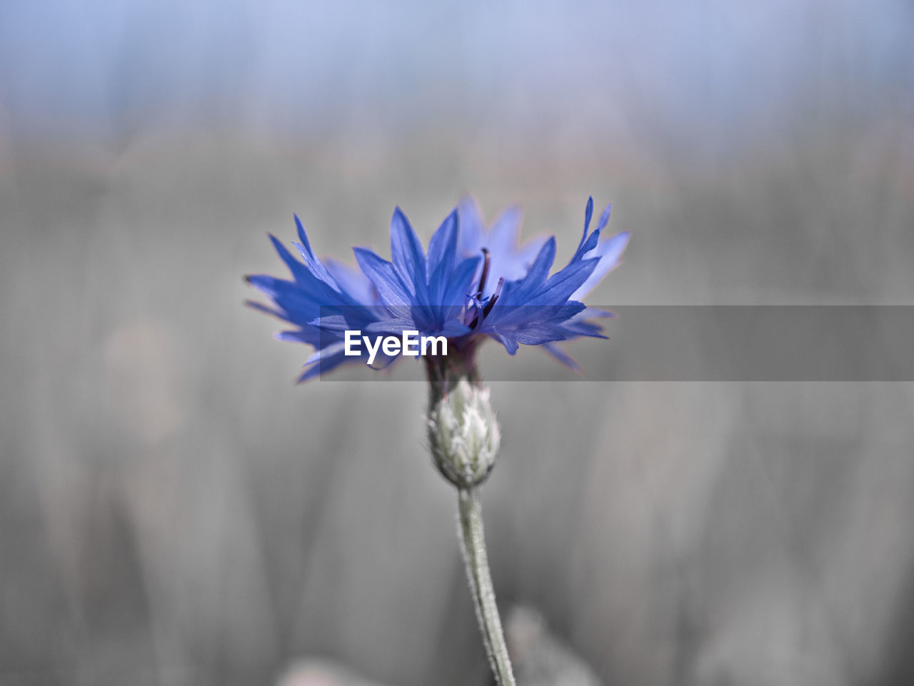 Close-up of fresh flower blooming in nature