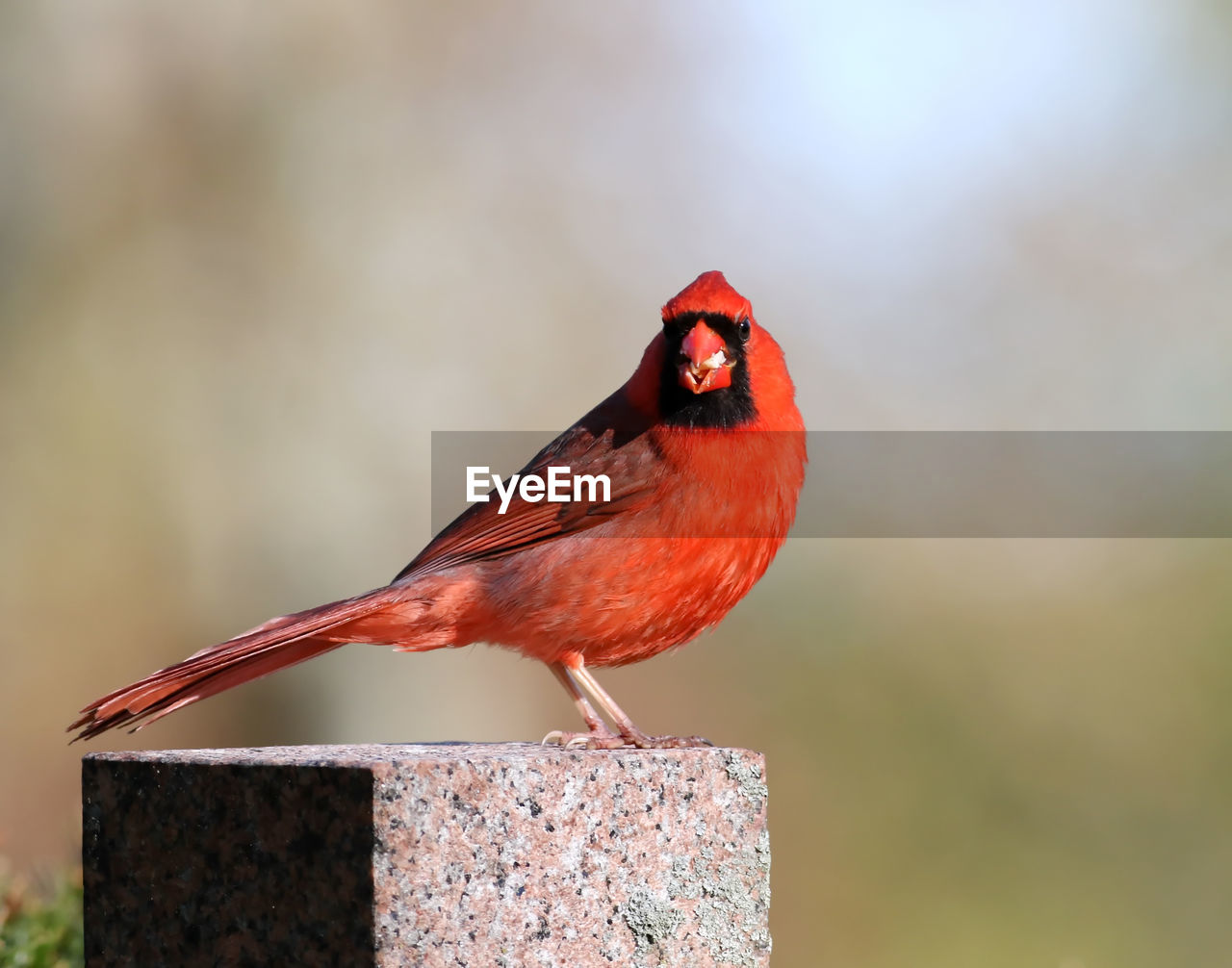 Male cardinal