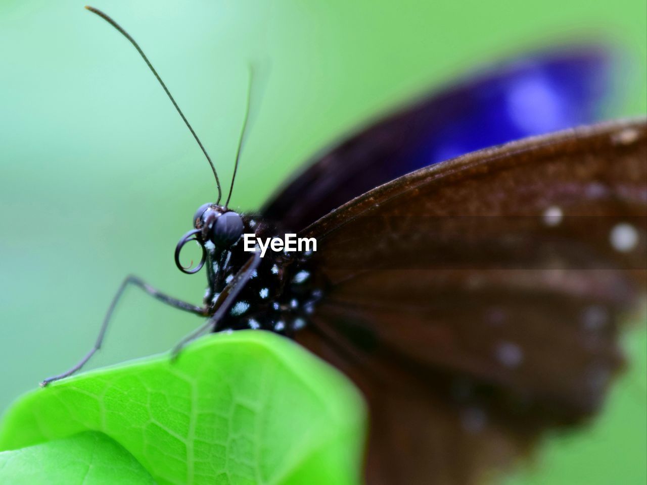 BUTTERFLY ON LEAF