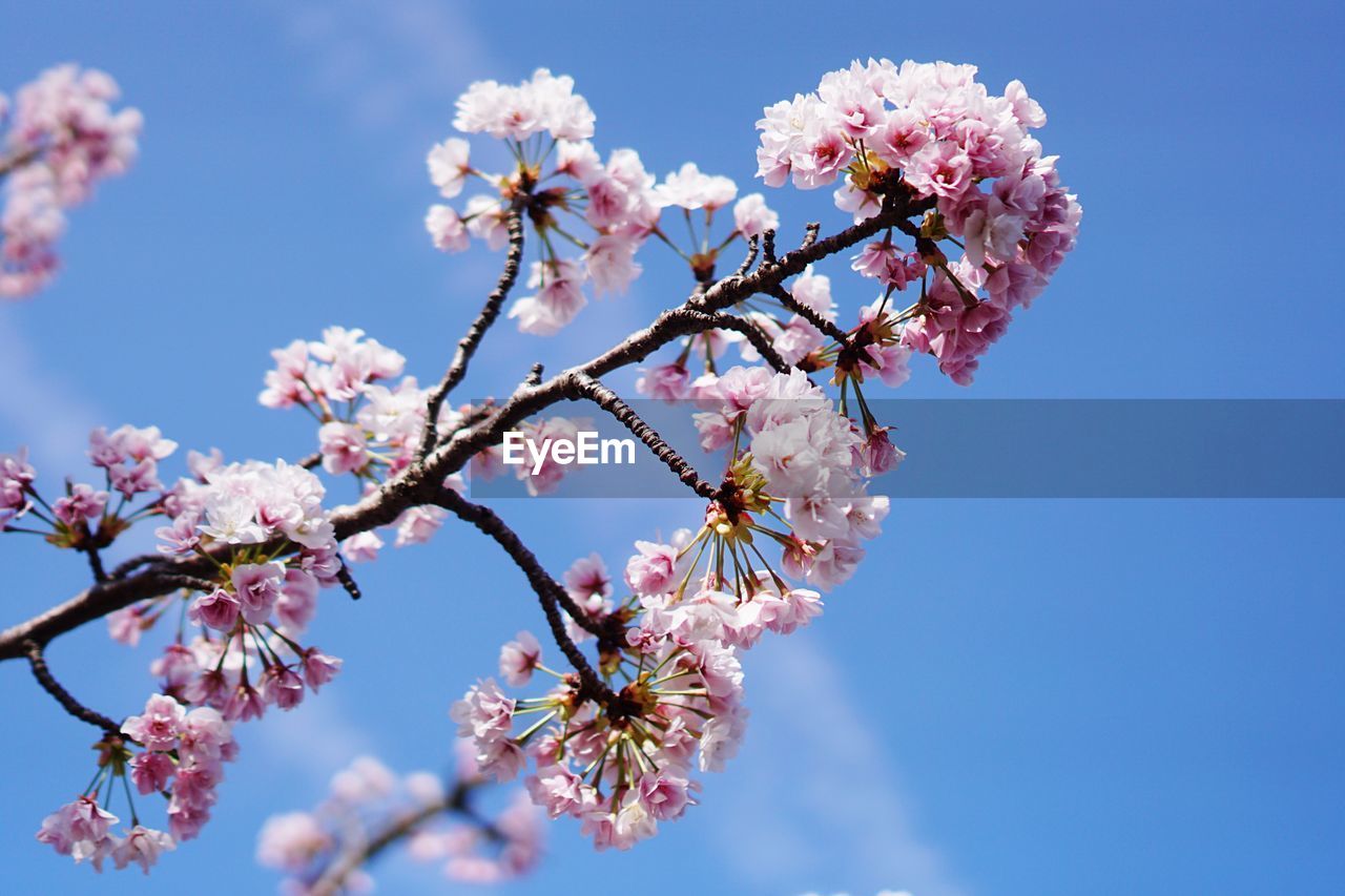 LOW ANGLE VIEW OF PINK CHERRY BLOSSOM