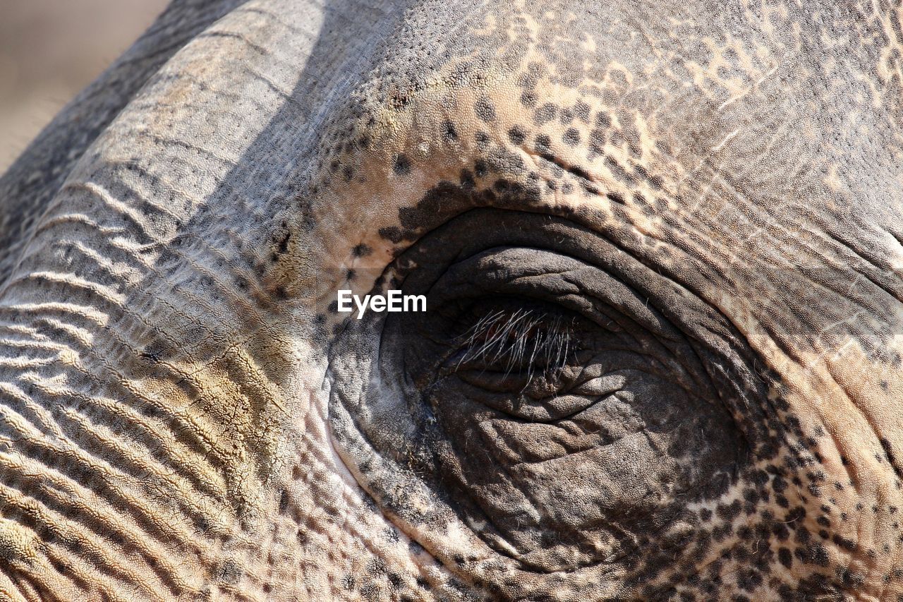CLOSE-UP OF ELEPHANT IN THE ANIMAL