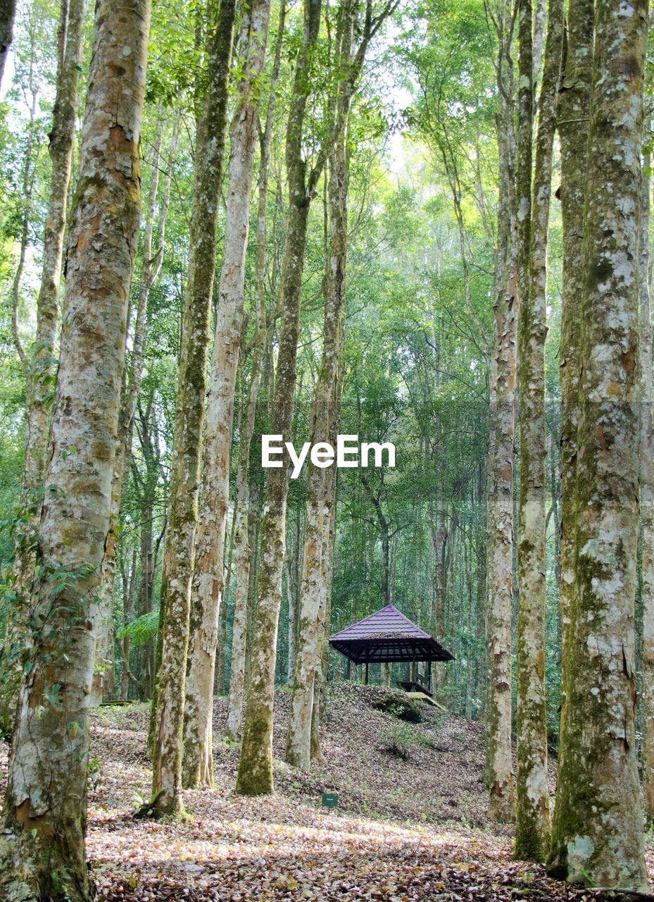 Pine trees in forest