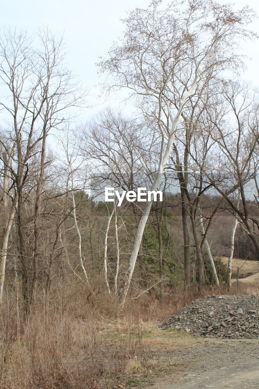 BARE TREES ON LANDSCAPE AGAINST SKY