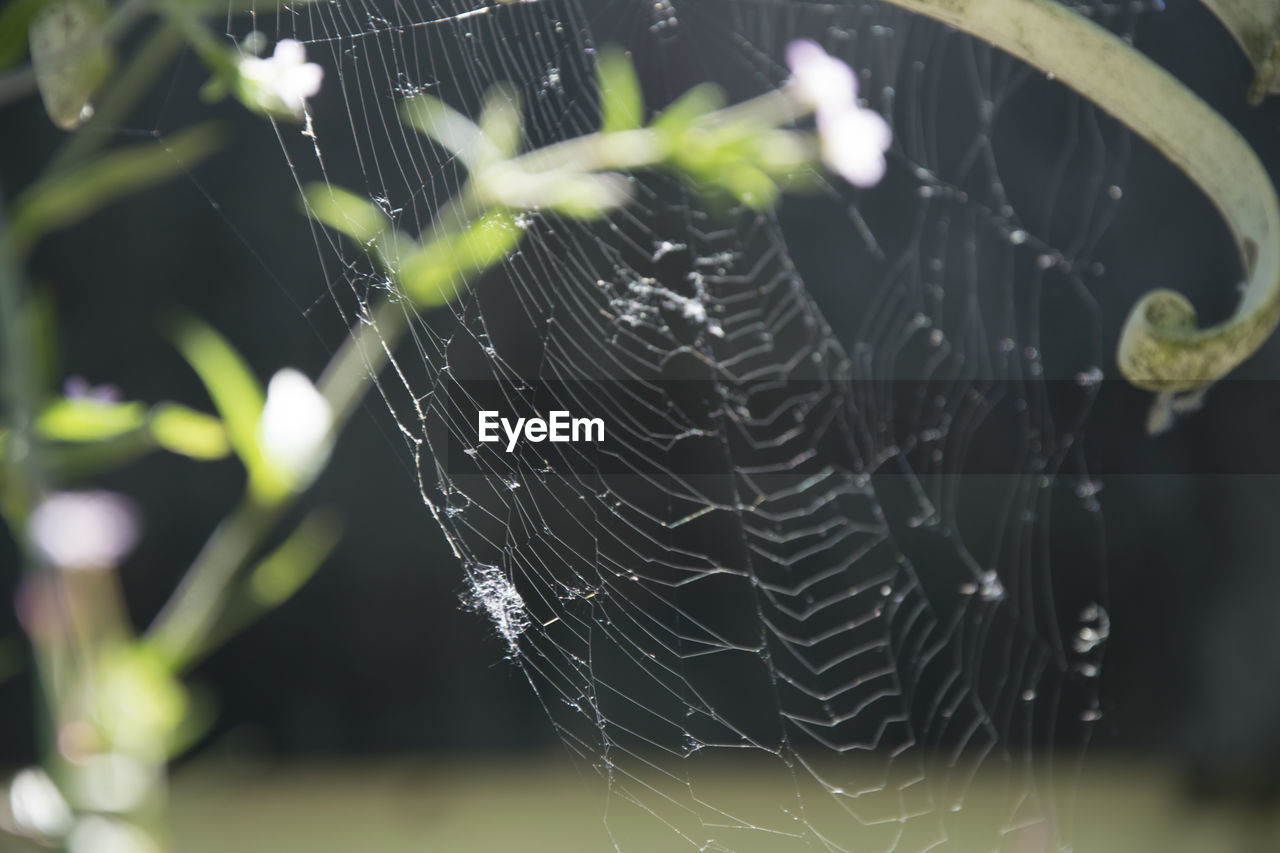 SPIDER WEB ON PLANT