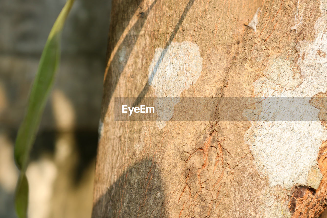 CLOSE-UP OF TREE TRUNK AGAINST PLANTS IN FOREST