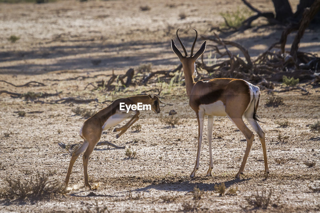 View of deer in desert