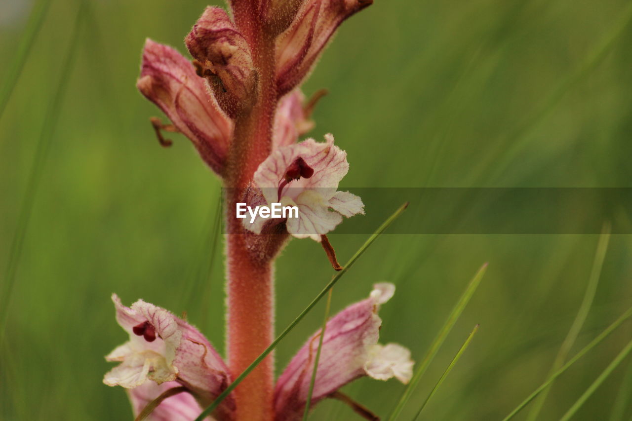 CLOSE-UP OF INSECT ON PINK FLOWER