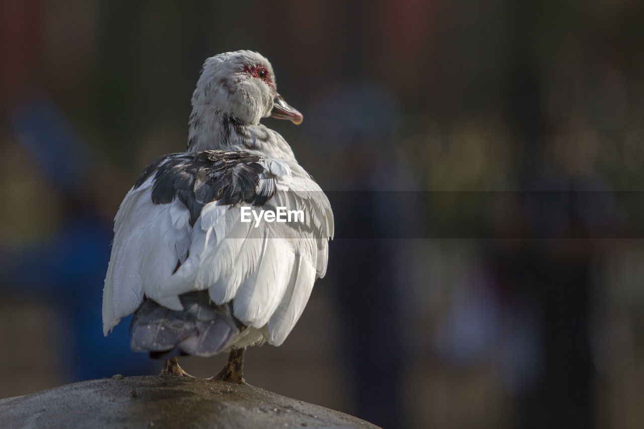 Close-up of bird on wall