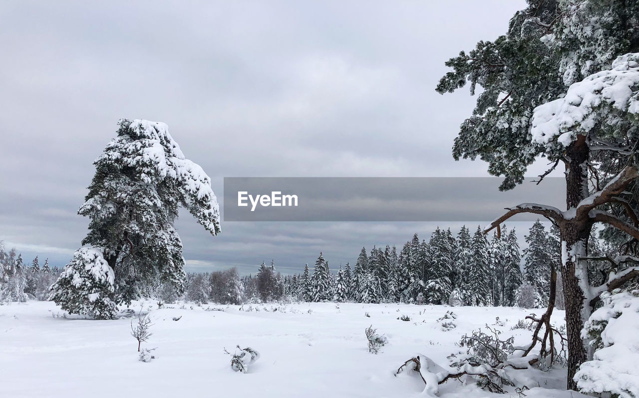 SNOW COVERED LAND AND TREES AGAINST SKY