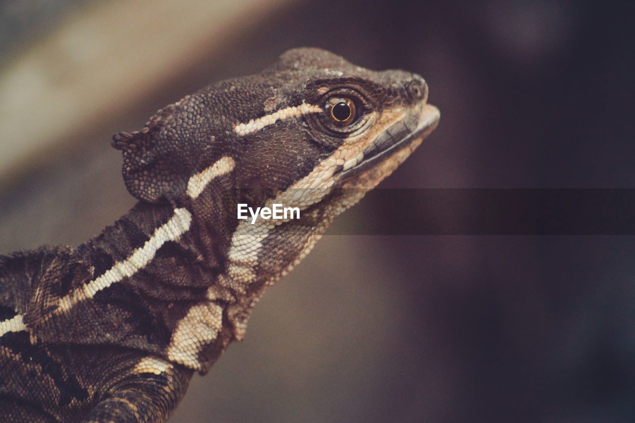 CLOSE-UP OF LIZARD ON A ROCK