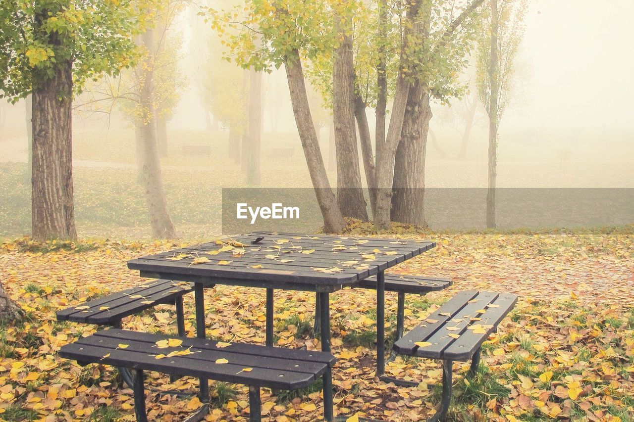 Empty bench and table in forest during foggy weather