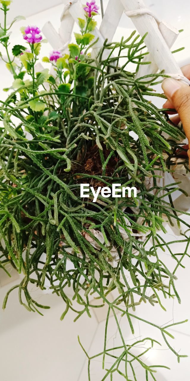 CLOSE-UP OF HAND HOLDING FRESH PLANT