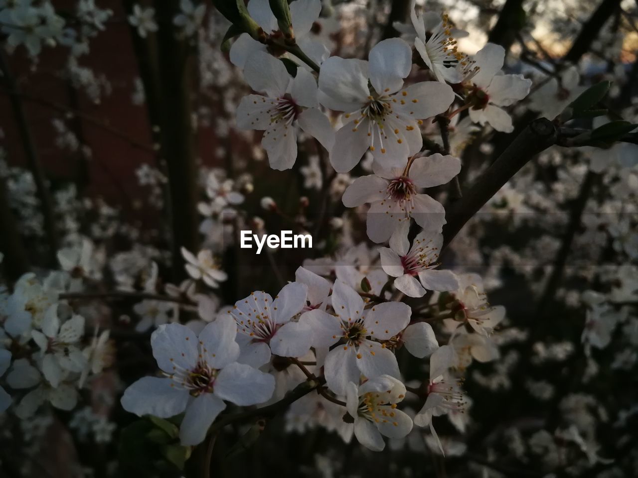 CLOSE-UP OF CHERRY BLOSSOMS ON TREE