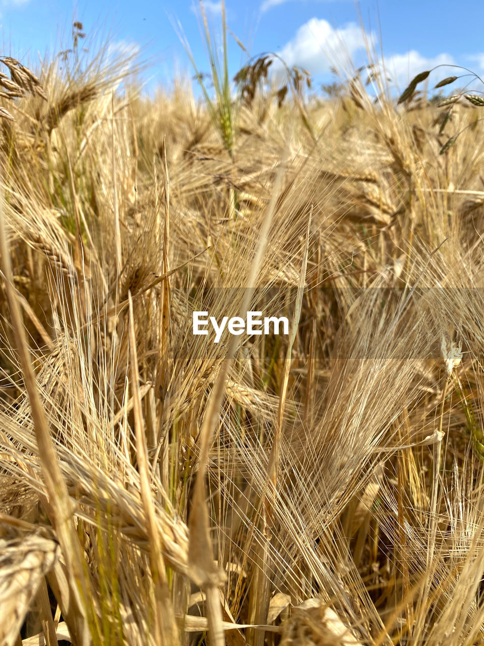 agriculture, crop, cereal plant, food, plant, landscape, field, land, rural scene, growth, sky, nature, farm, wheat, environment, no people, rye, barley, day, food grain, beauty in nature, triticale, outdoors, harvesting, summer, scenics - nature, food and drink, emmer, close-up, cloud, cereal, tranquility, sunlight, corn, gold, prairie
