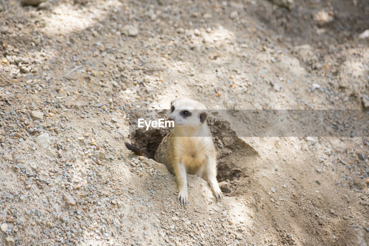 HIGH ANGLE VIEW OF A CAT