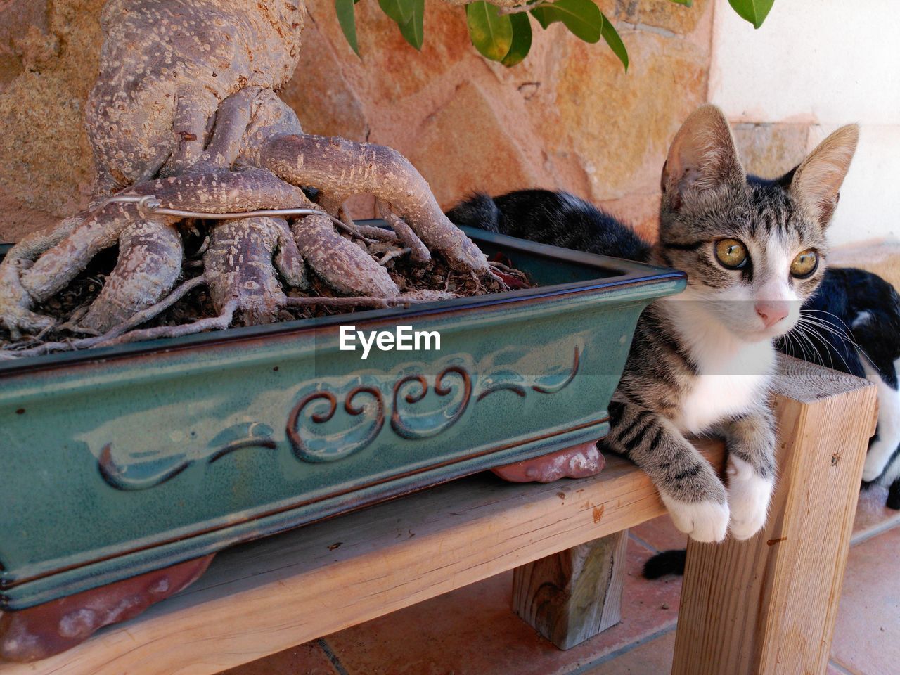 Close-up of cat sitting by potted plant on wooden table against wall