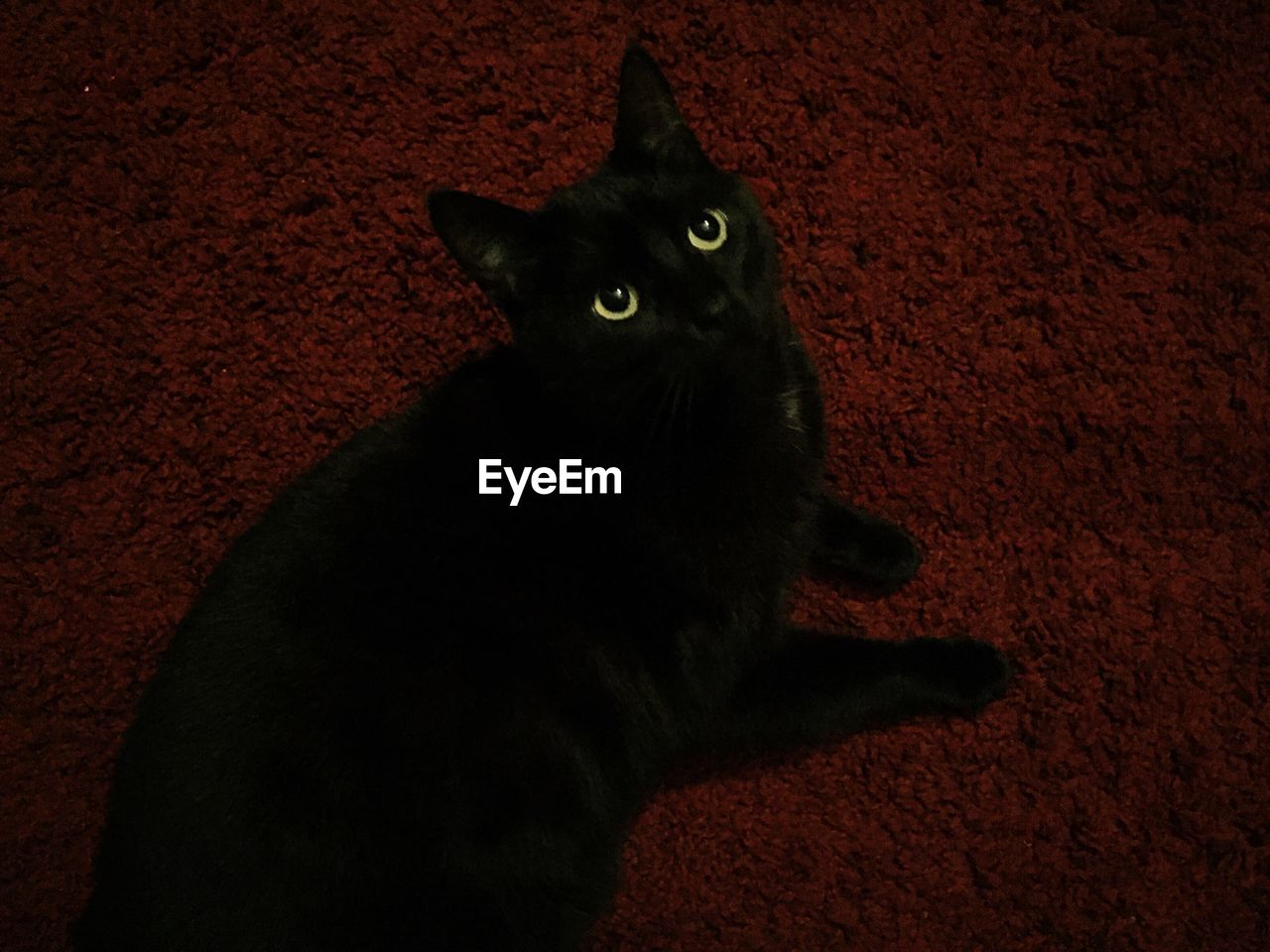 PORTRAIT OF BLACK CAT SITTING ON FLOOR