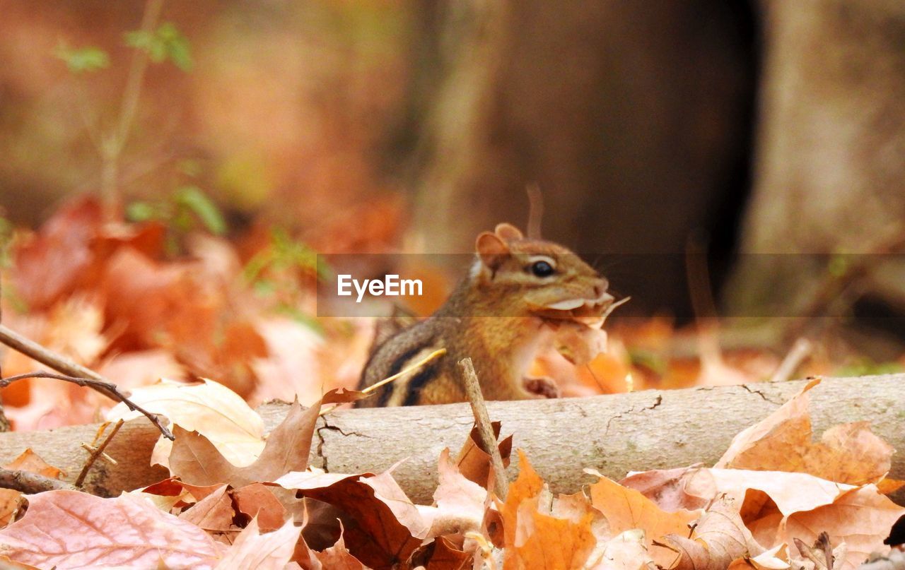 Close-up of chipmunk in autumn leaves