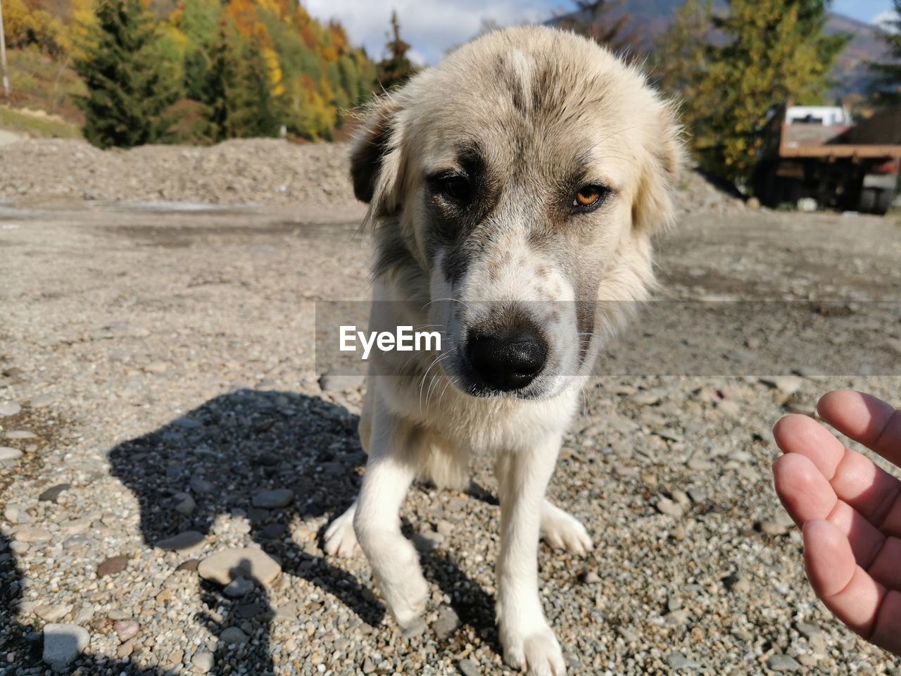 pet, one animal, dog, animal themes, domestic animals, animal, mammal, canine, hand, carnivore, nature, portrait, one person, day, sunlight, puppy, animal body part, finger, young animal, lifestyles, outdoors, wolfdog, looking at camera, land