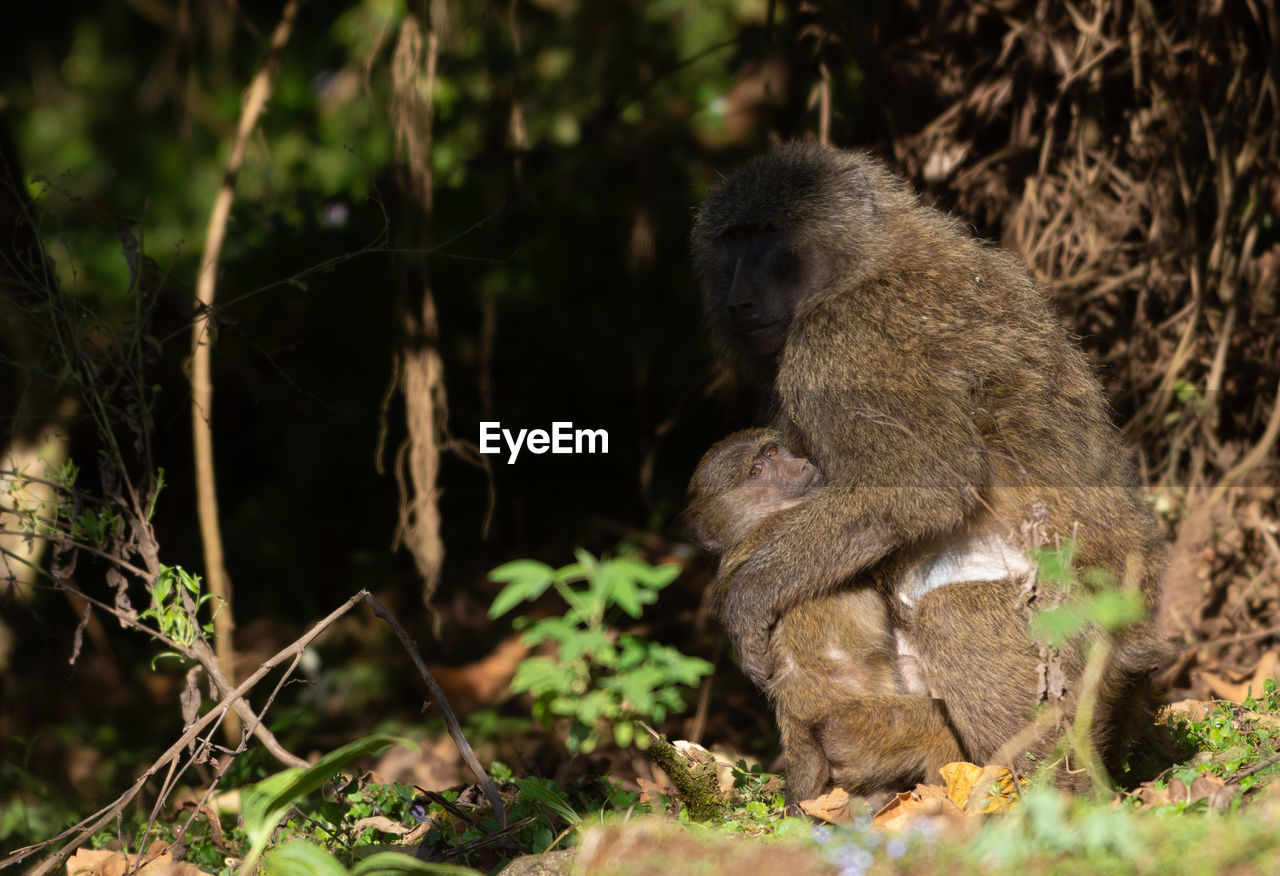 MONKEY SITTING ON A TREE