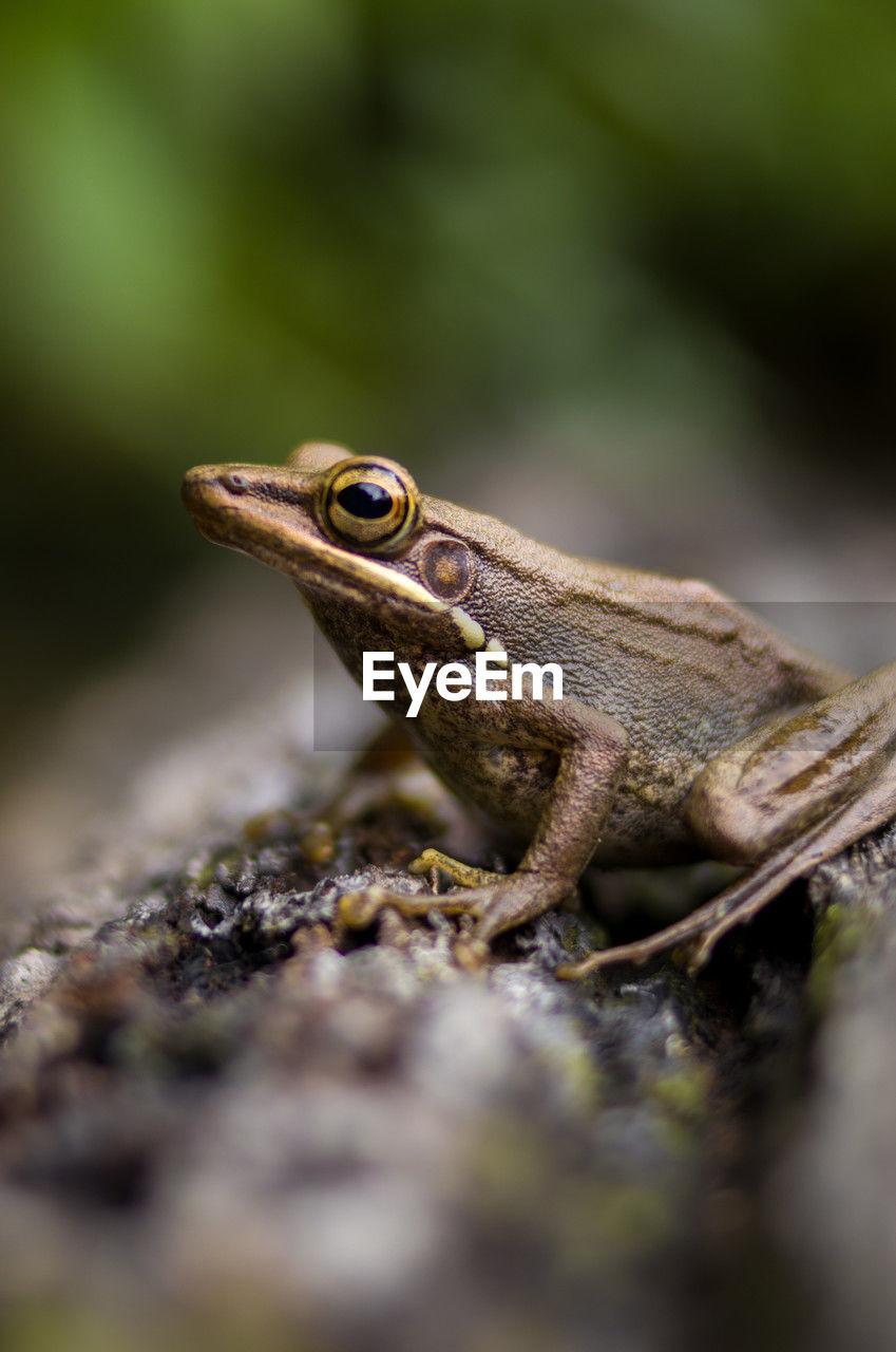 animal themes, animal, animal wildlife, one animal, wildlife, reptile, frog, amphibian, close-up, lizard, nature, macro photography, no people, selective focus, true frog, toad, side view, outdoors, day, portrait, environment, animal body part, green