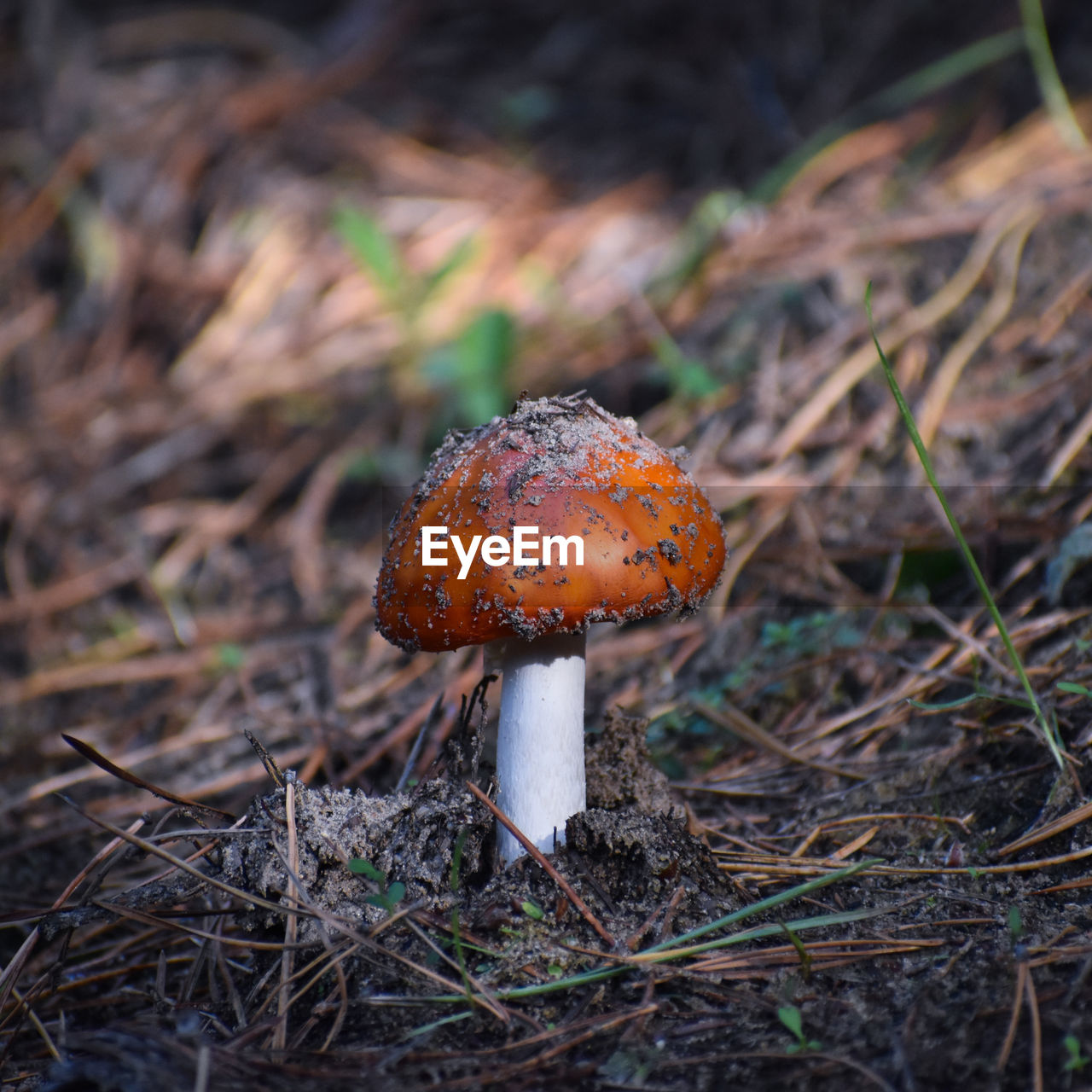 close-up of fly agaric mushroom on field