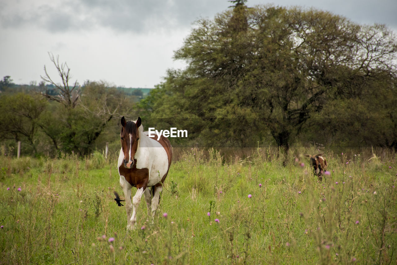 Horse in a field