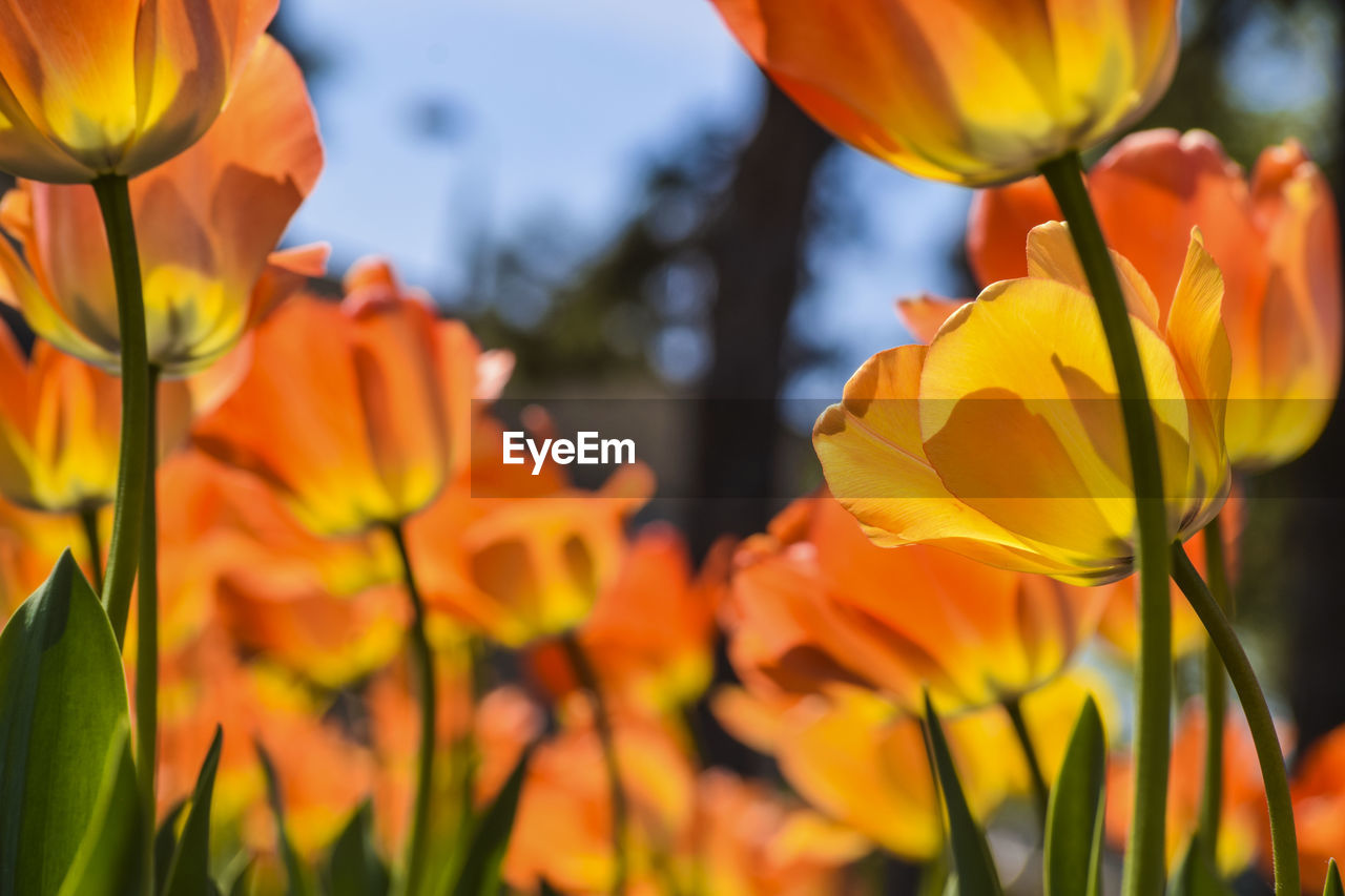 Close-up of yellow tulips