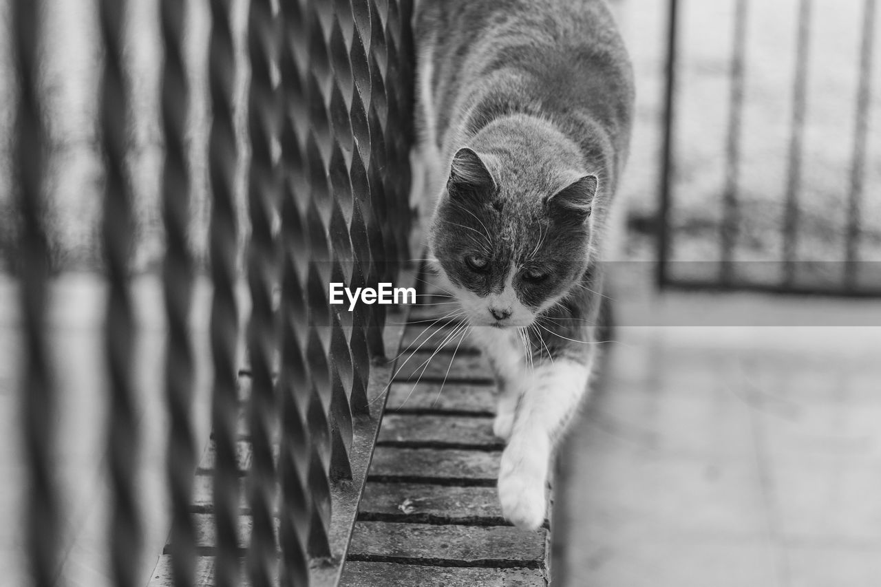 High angle view of cat walking on railing