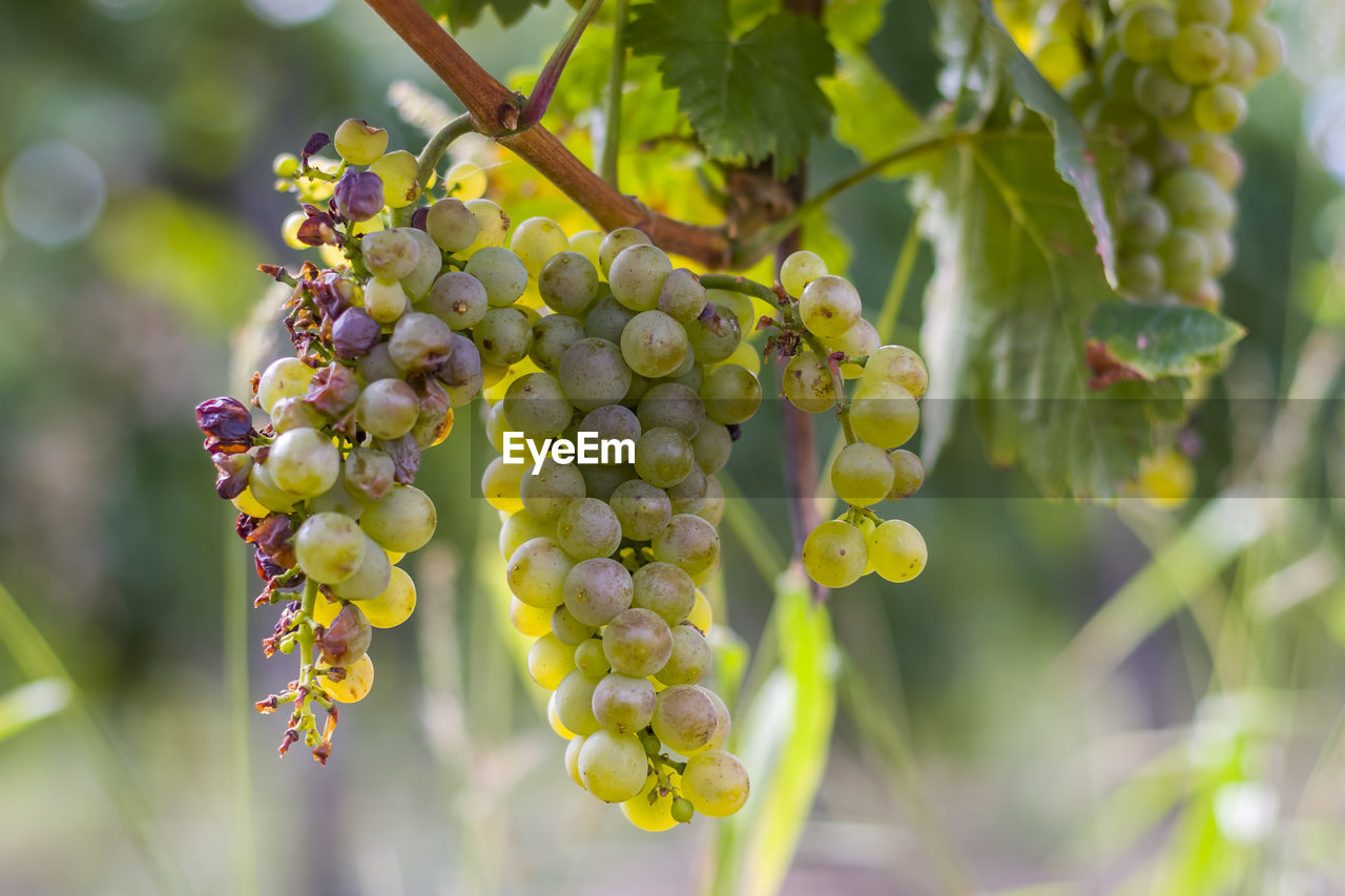 CLOSE-UP OF GRAPES GROWING ON VINEYARD