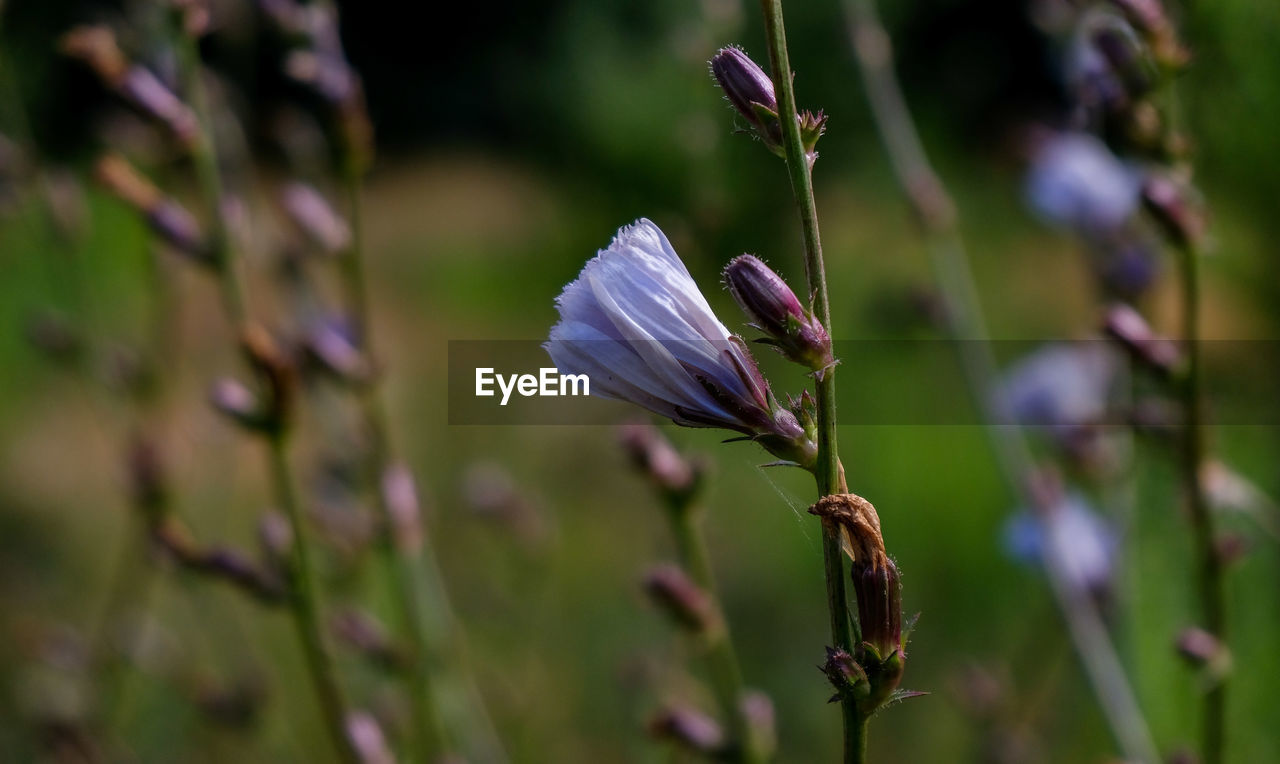 Close-up of purple flowering plant