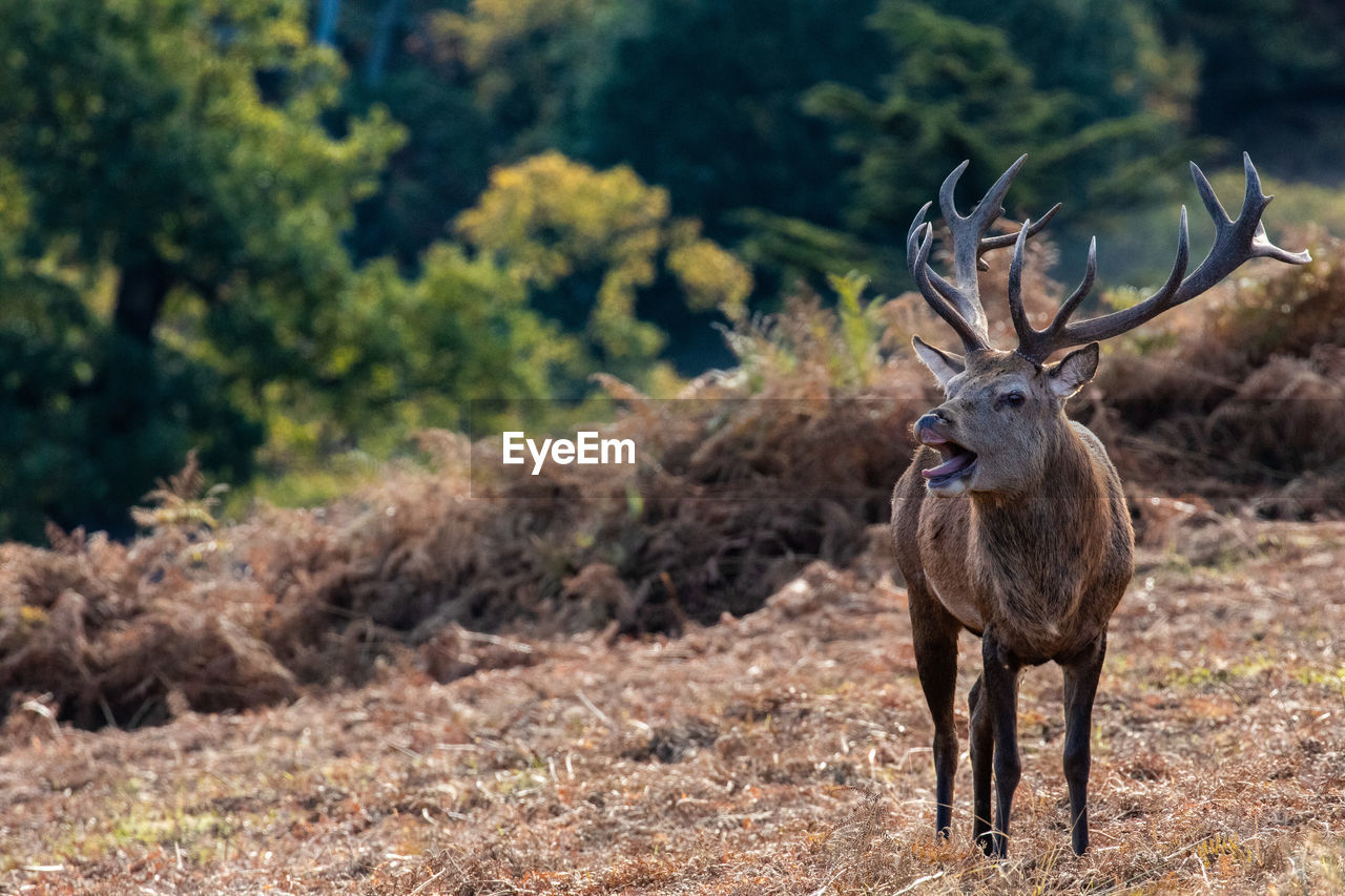 DEER IN THE FIELD