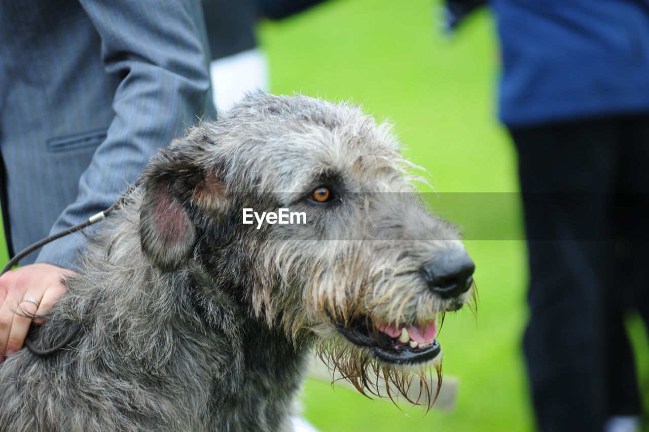 CLOSE-UP OF DOG LOOKING AT CAMERA WHILE STANDING OUTDOORS