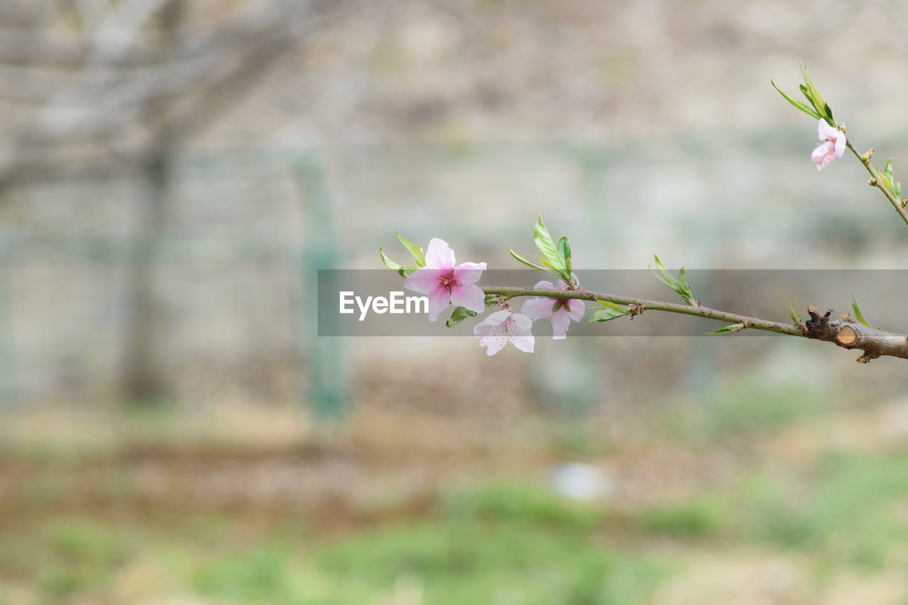 Close-up of pink cherry blossoms