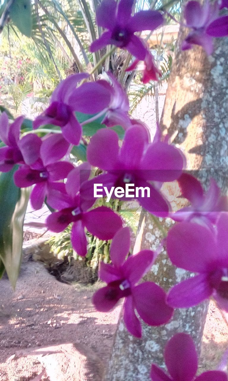 CLOSE-UP OF PURPLE FLOWER