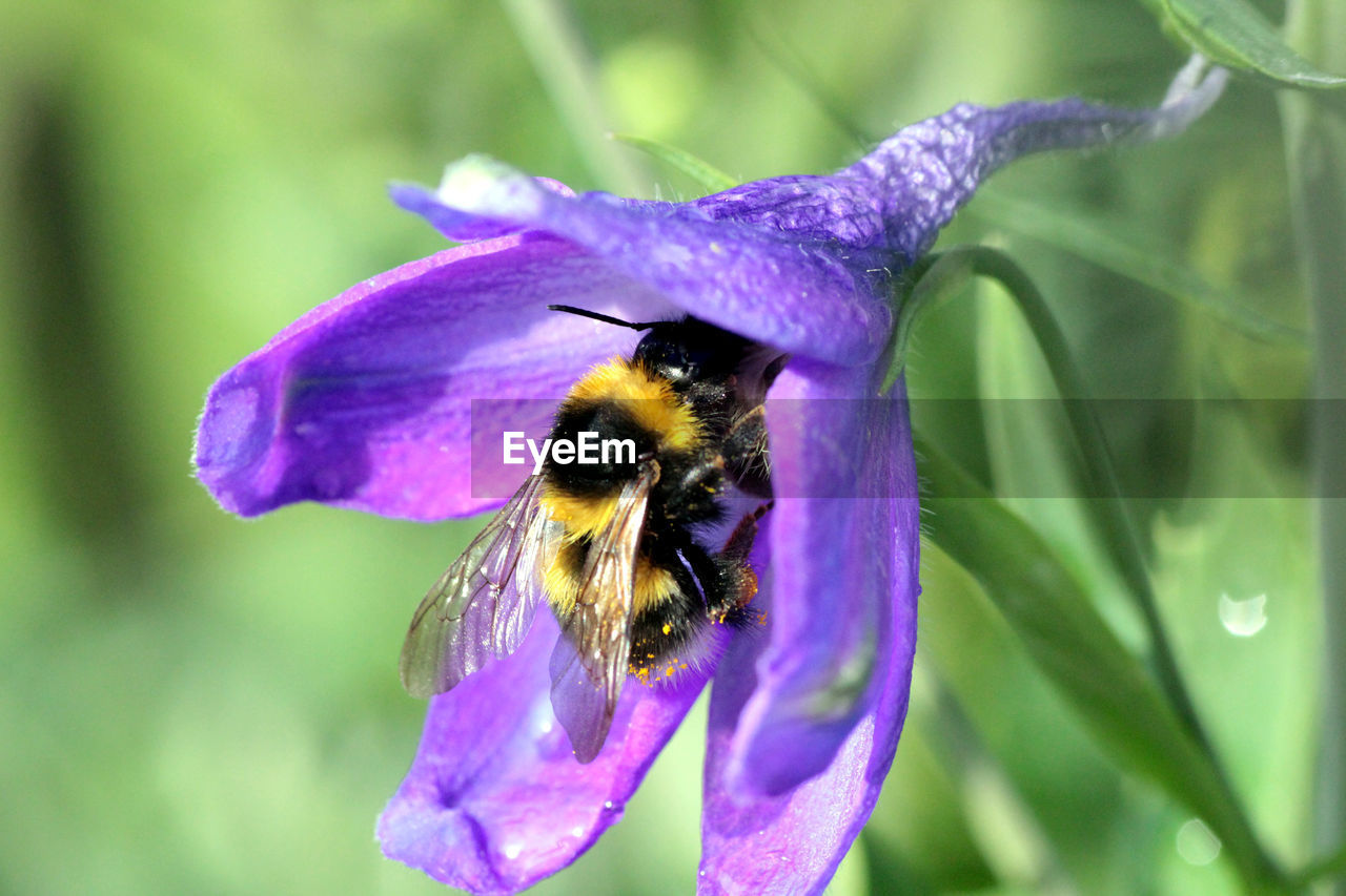 CLOSE-UP OF HONEY BEE ON PURPLE FLOWER