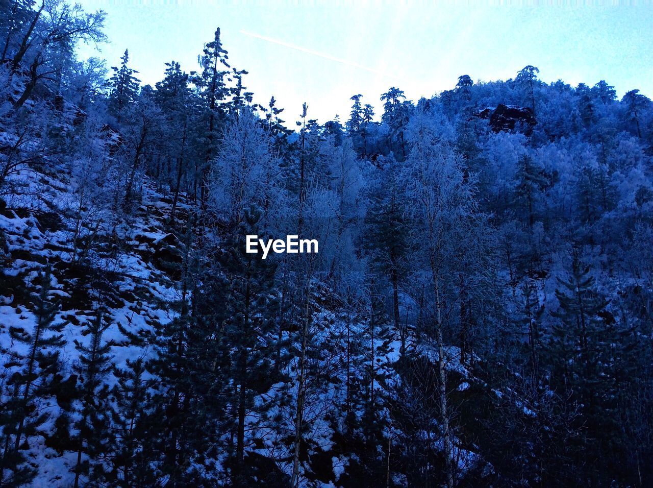 Low angle view of trees in forest against sky