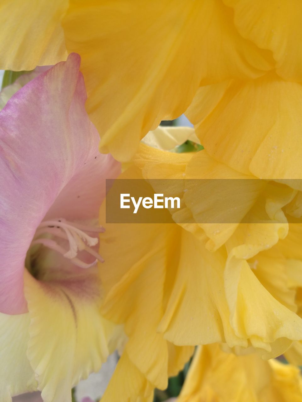 FULL FRAME SHOT OF YELLOW DAY LILY