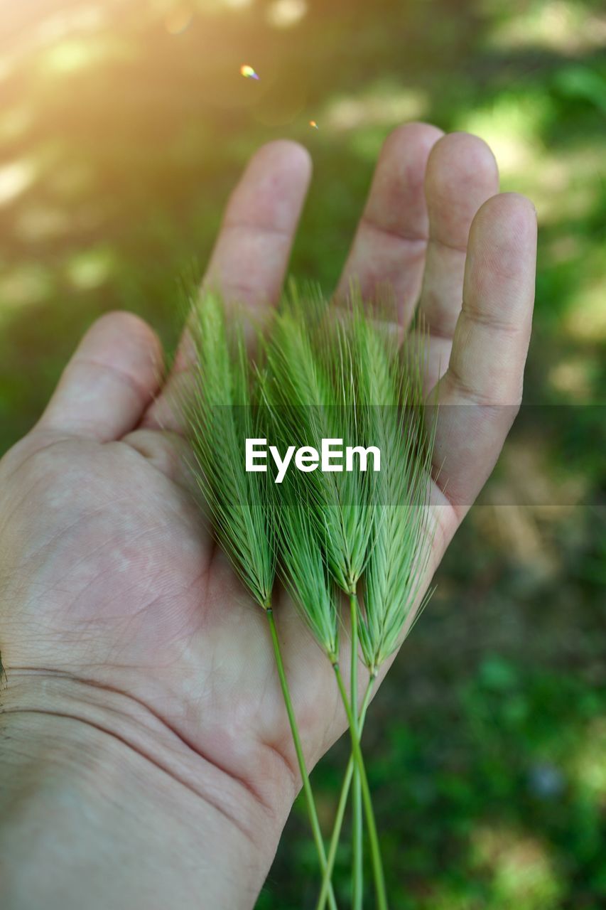 Close-up of hand holding plant