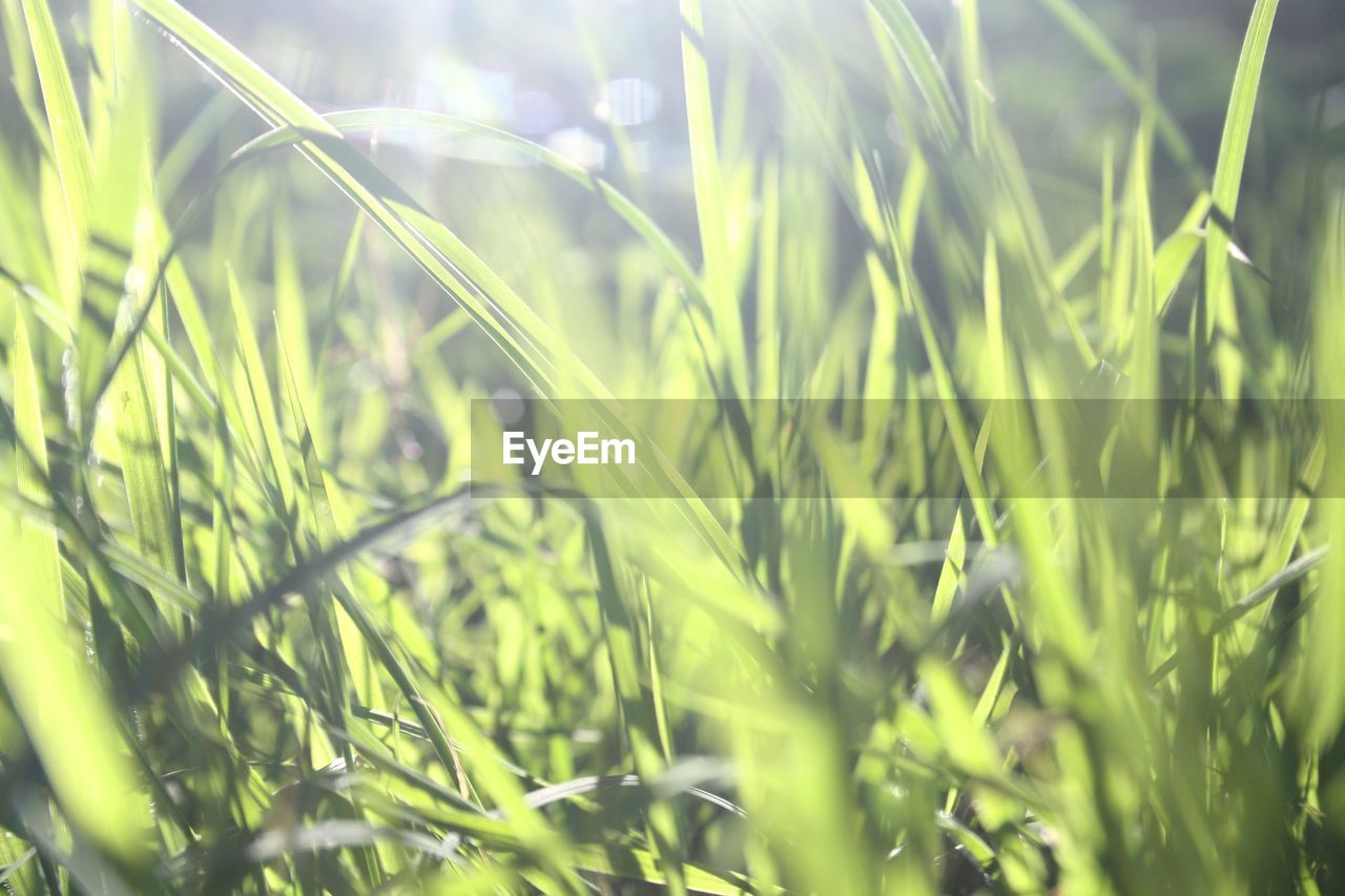 FULL FRAME SHOT OF CROPS GROWING ON FIELD
