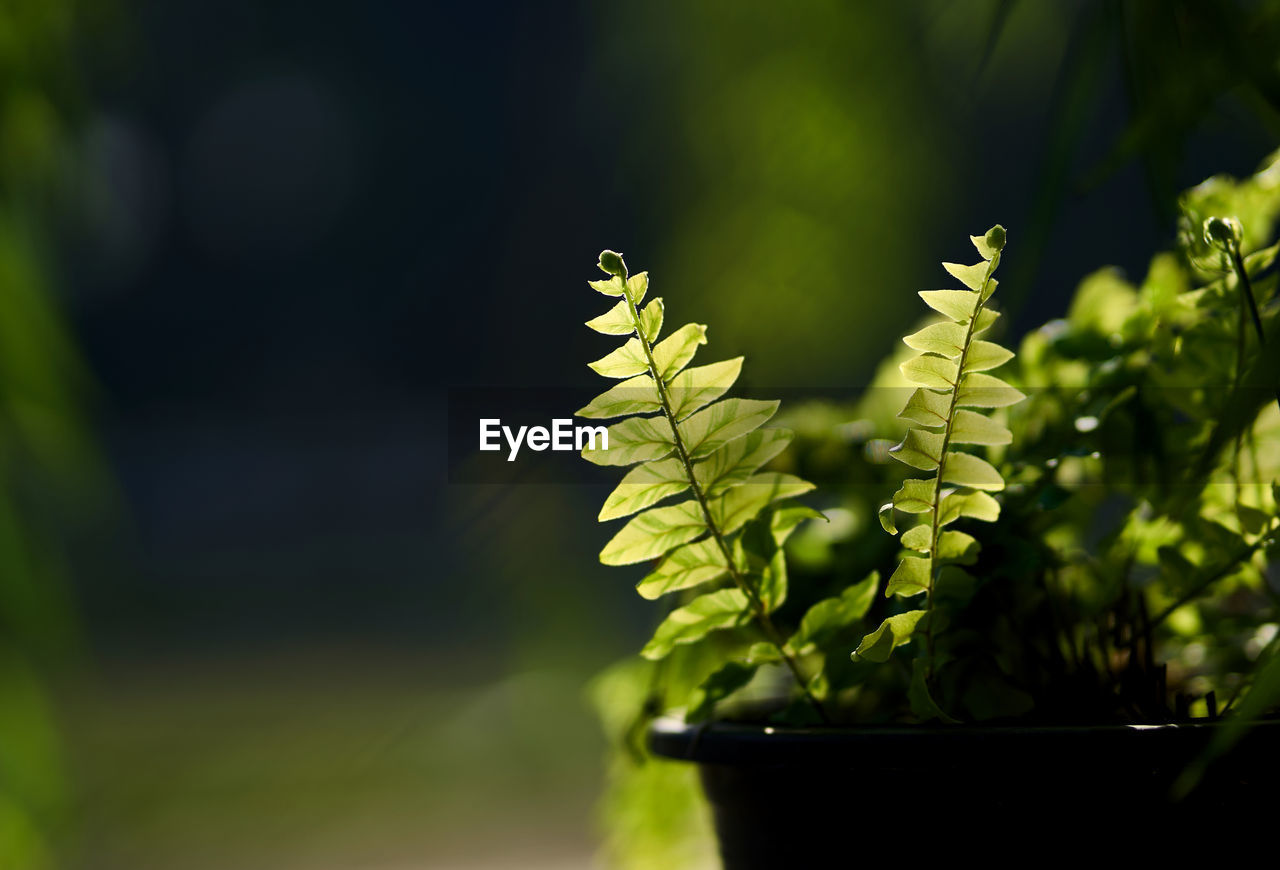 Close-up of a potted plant