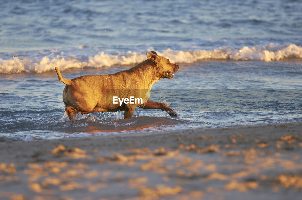 DOG ON BEACH