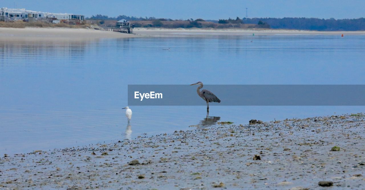 BIRDS PERCHING ON BEACH