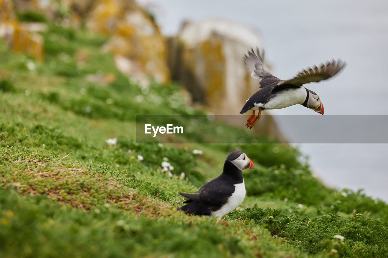 Puffin standing on a rock cliff . fratercula arctica