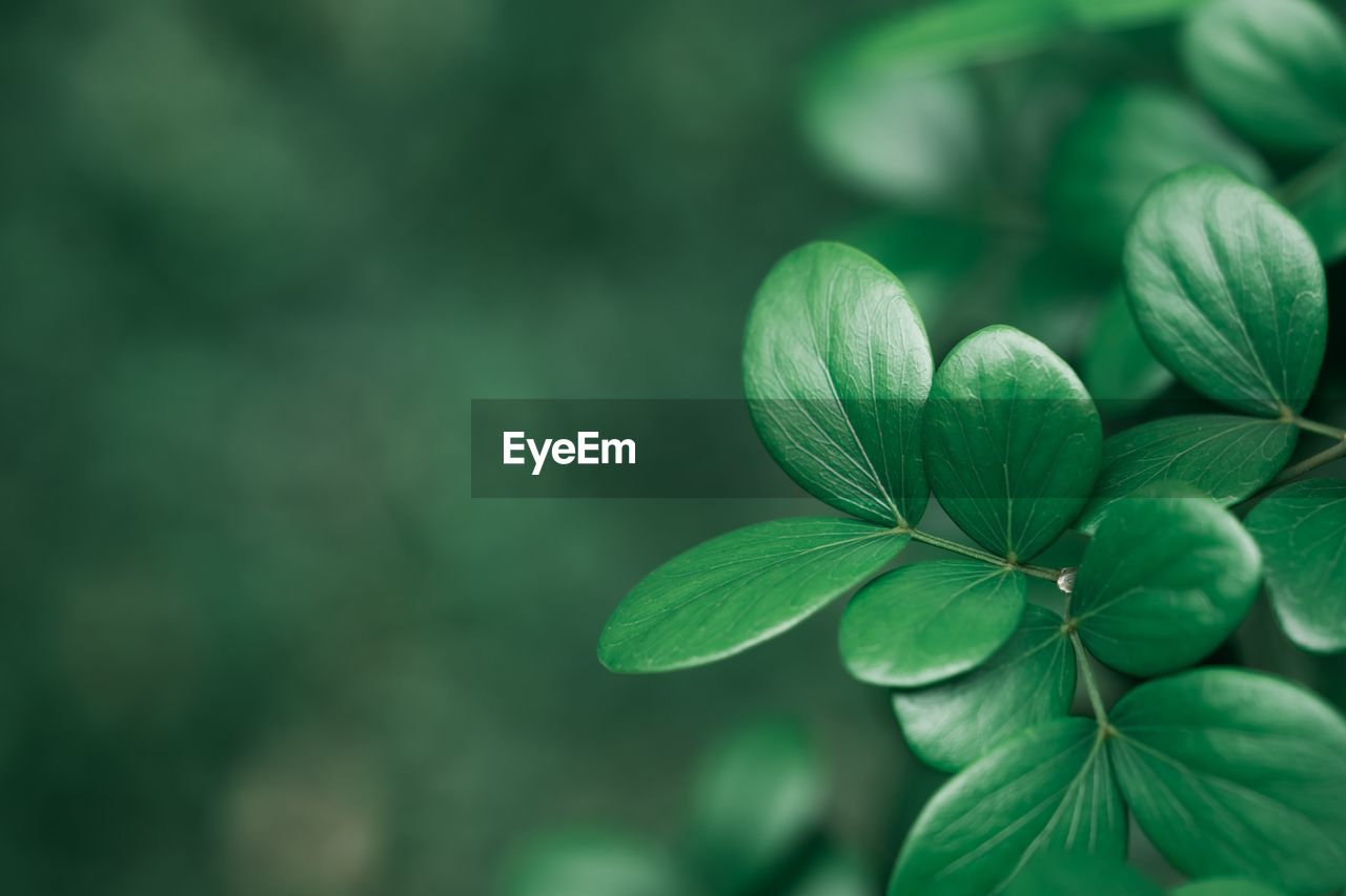 Close-up of green leaves