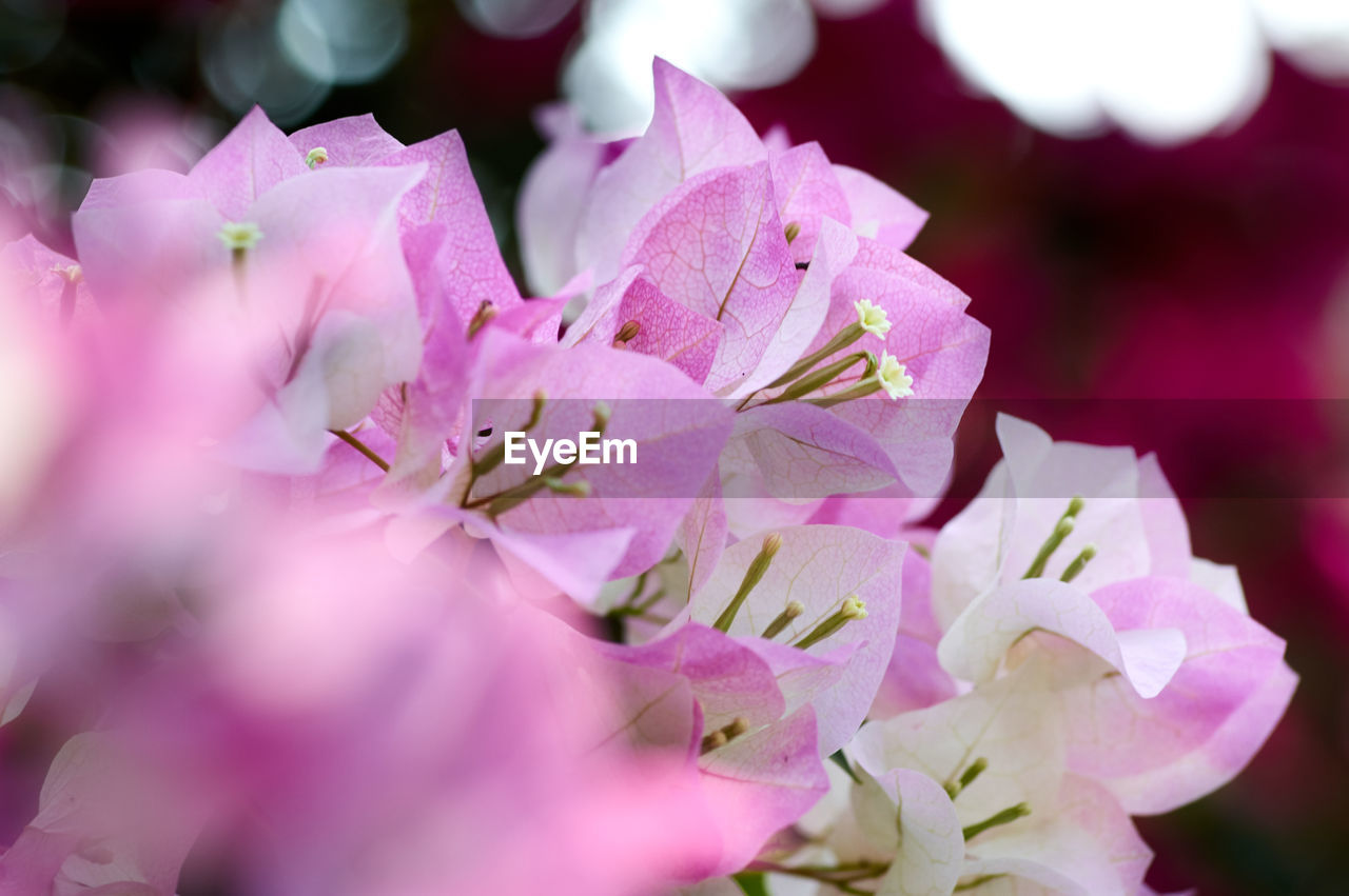 Close-up of pink cherry blossoms