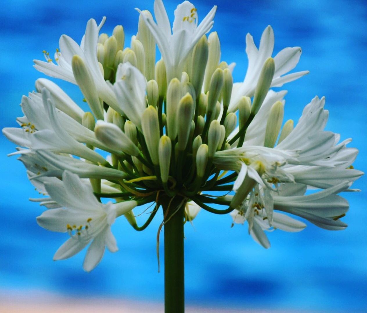 CLOSE-UP OF WHITE FLOWERS BLOOMING AGAINST BLUE SKY